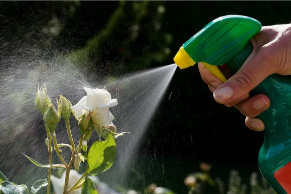 Person besprüht weiße Rose mit Sprühflasche